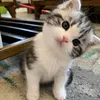 mieow89
