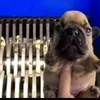 somethingfunny049