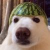 melondoggo_