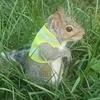 safetysquirrel