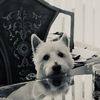 akamaru1996