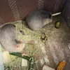 quan__nguyen52