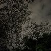 lonelybear__