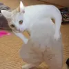 jhaygsg