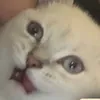 lilcatuzi