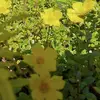 titaniakumala