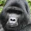 wessel_the_gorilla