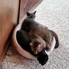 gummikitty1