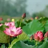 minanguyen681