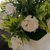 bebenmaitua