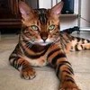 para_cetamol5