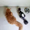 catt0ebeans