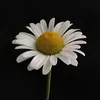 sweet.prim