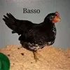 basso____