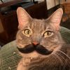 ham.the.cat