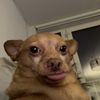 bri444real
