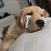 zzz.qtruc