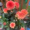 louise_s61