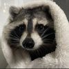 raccoon_agency