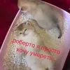 rat_pom