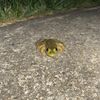 stompthecurb