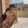 صلاح الحربي