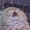 beebo_squeebo