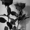 zahramasooma123