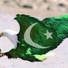 qazi.kaleem