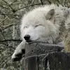 lazy_wolfi