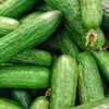 mysingingcucumbers