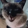 unhingedcatlady