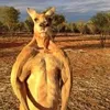 rijad.sandzake