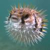 pufferfish103