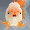 fryguy555