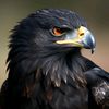 blackeagle86