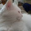 thecats.love