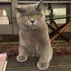 hanoithebritishshorthair