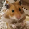 hamstergang195