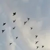 vio_145