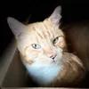 simba.the.star