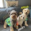 snowy.zeus.apollo