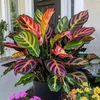 rosangelasousa0241