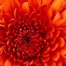 bloomtogether