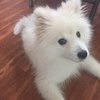 samoyed_lucky