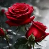 user4382192158720