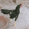 kashifgagan6
