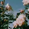 qsueen__919