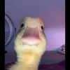 the_real_ducky_duck