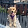 olivethegolden611